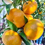 Dimora Del Pittore, * Usellus