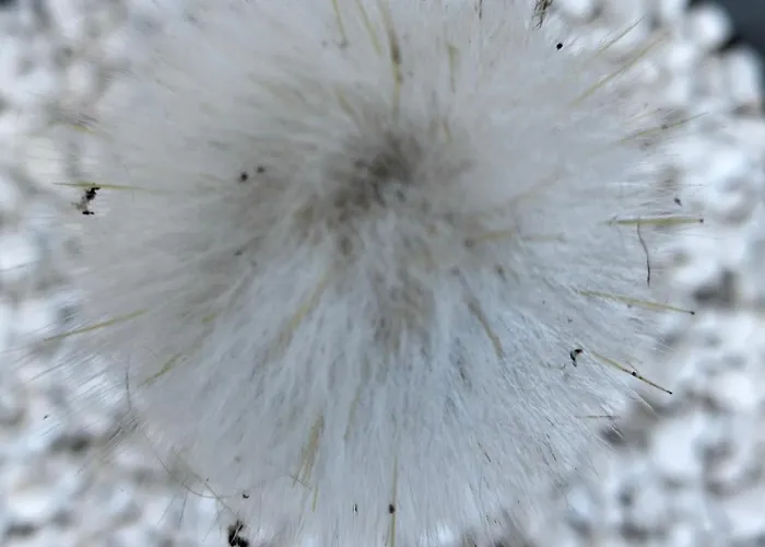 Dimora Del Pittore, Casa de Férias *