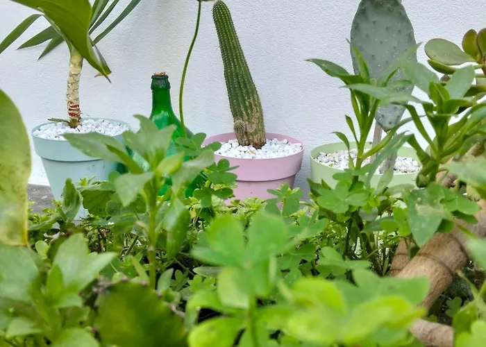 Dimora Del Pittore, Usellus