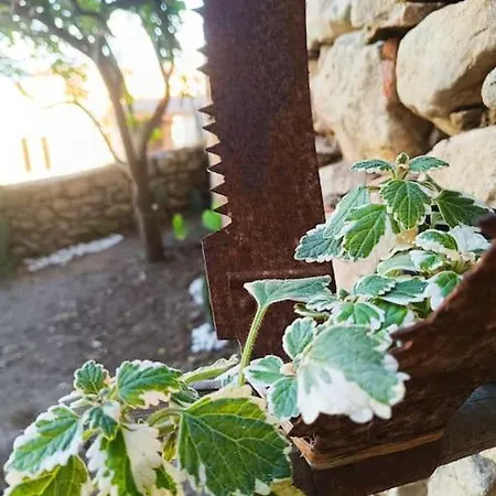 Dimora Del Pittore, Usellus