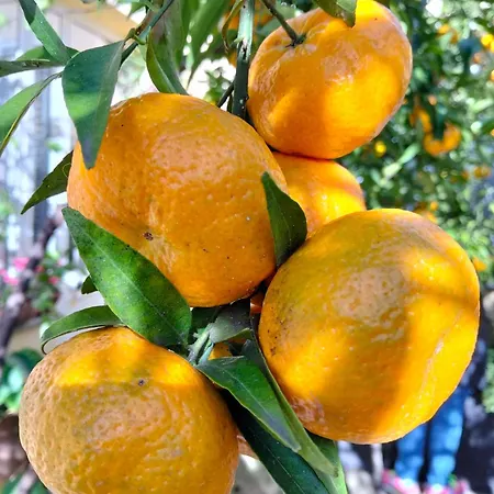 Dimora Del Pittore, * Usellus