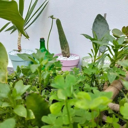 Dimora Del Pittore, Usellus