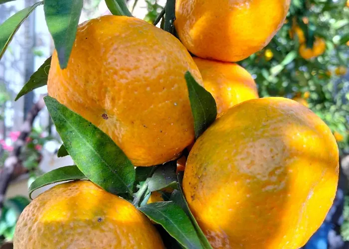 Dimora Del Pittore, * Usellus